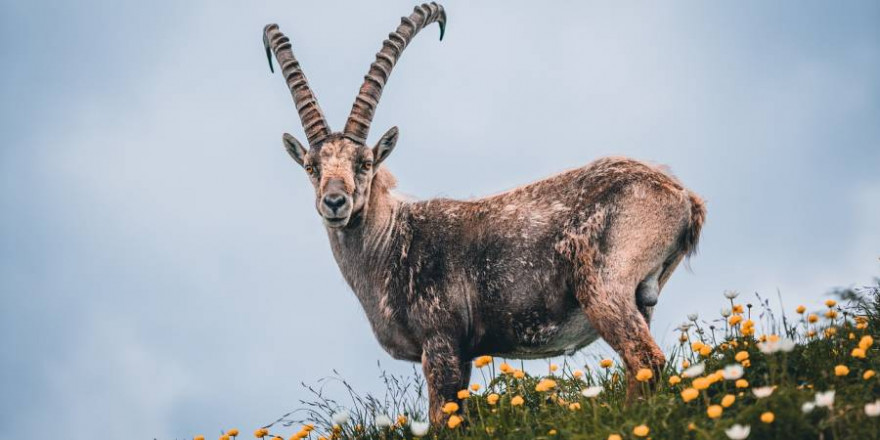 Ein Steinbock (Foto: Felix Mittermeier)