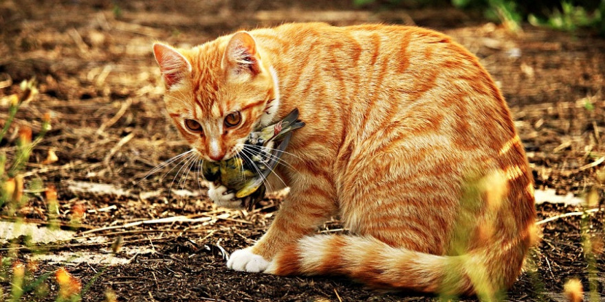 Katze mit Singvogelbeute