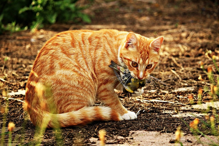 Katze mit Singvogel