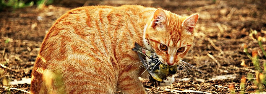 Steuergeld fürs Katzenkastrieren