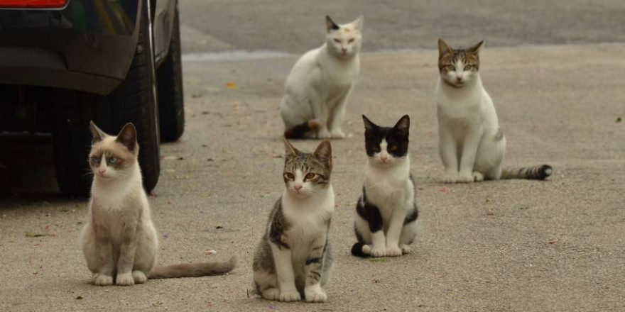 Fünf Katzen neben einem Auto auf der Straße sitzend (Symbolbild: Eveline de Bruin)