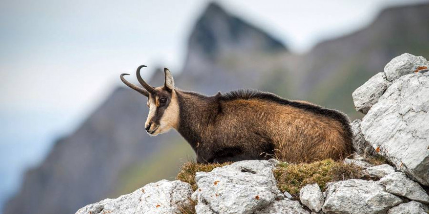 Eine liegende Gämse am Berg (Symbolbild: rottonara)