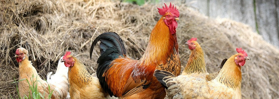 Vogelgrippe-Resistenz bei Hühnern