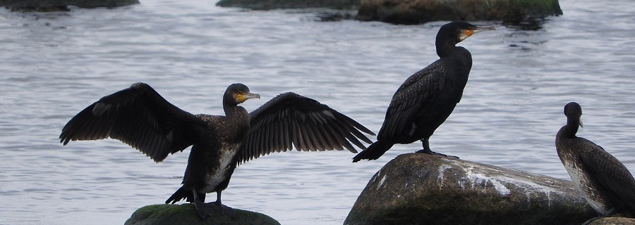 Dem Kormoran droht Massenabschuss