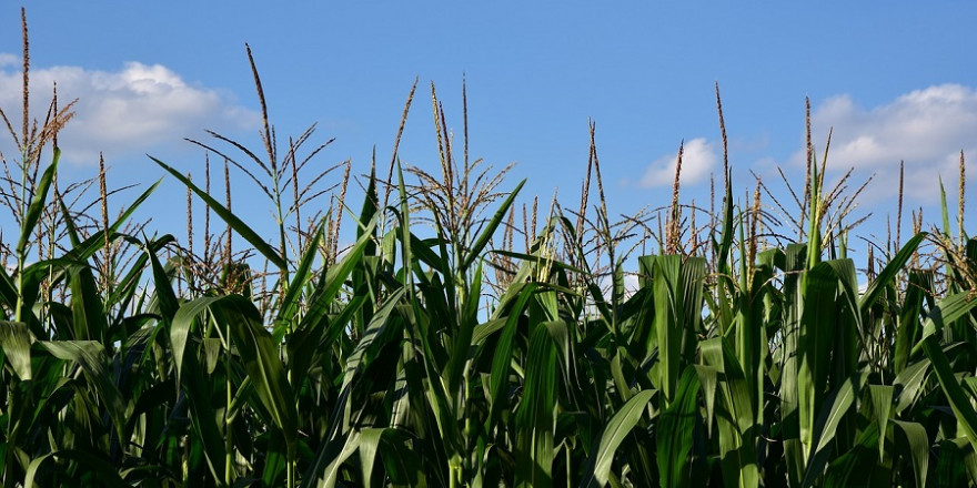 Maisfeld vor blauem Himmel.