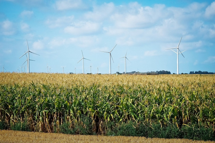 Windräder mit Maisfeld