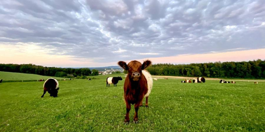 Ein Kalb der Rasse „Galloway“ wurde Opfer eines Tierquälers. Hier eine Herde „Belted Galloway“-Rinder auf der Weide (Beispielbild: Xavier Turpain)