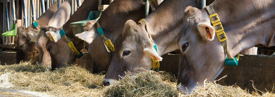 Antibiotikaeinsatz in der Nutztierhaltung sinkt