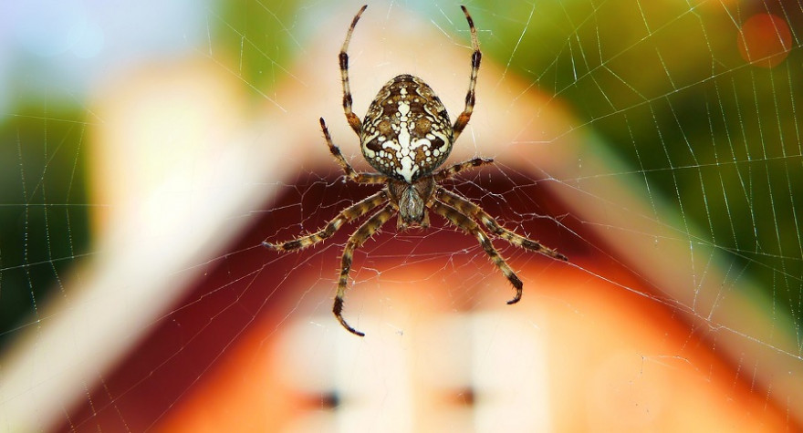 Spinne vor Wohnhaus