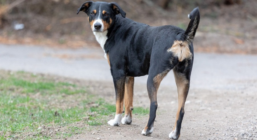 Die Entlebucher Sennenhündin „Kessy“ wurde von mehreren Wildschweinen totgebissen.