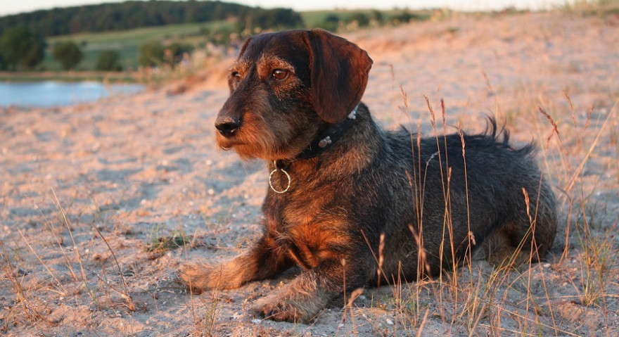 BJV-Präsident Vocke quartierte seinen Dackel auf Verbandskosten in einer Hundepension ein. Symbolbild: stefvet