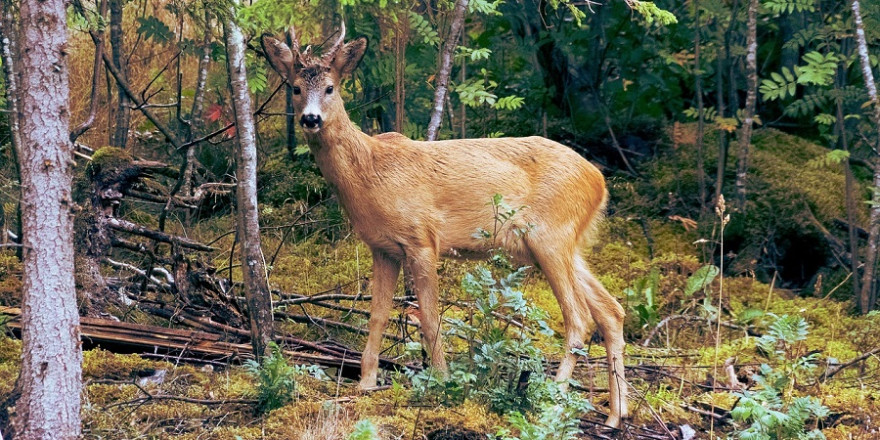 Rehbock im Wald