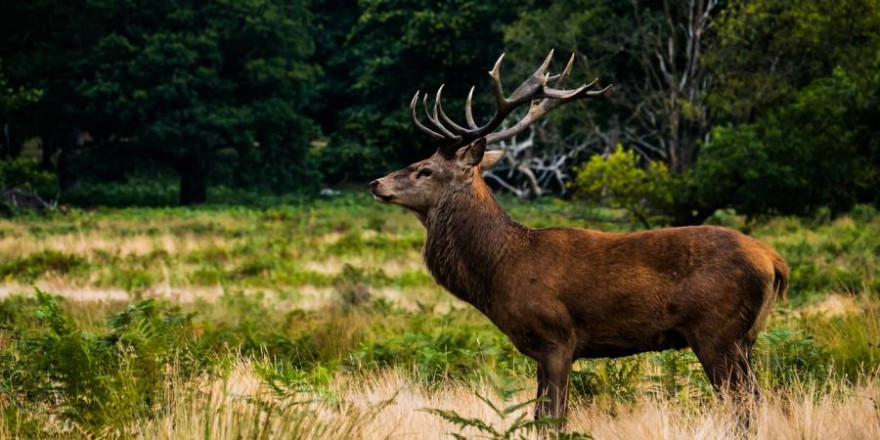 Hirsch im Wald (Foto: StockSnap)