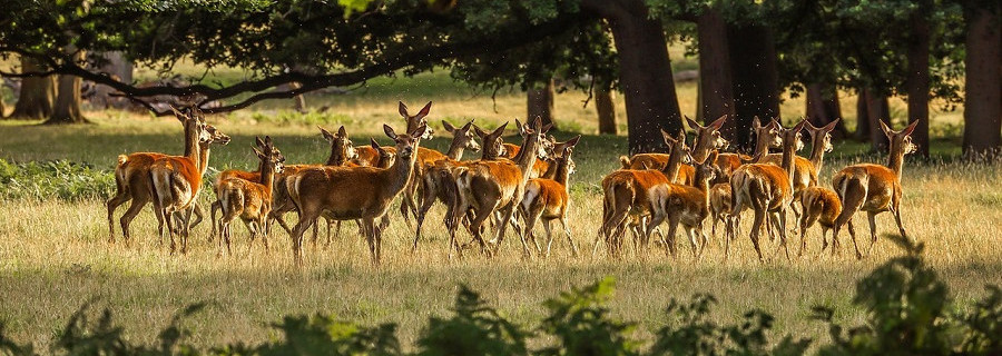 Brandenburg: Schalenwildmanagement nach Försterart