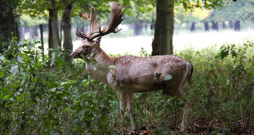 Ein ähnlich starker Damhirsch sorgt allabendlich bei der Kieler Polizei für Unruhe.