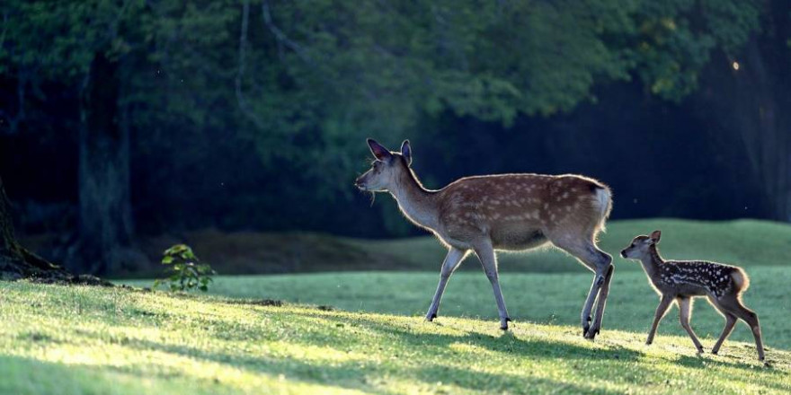 Damalttier mit Kalb (Foto: yamabon)