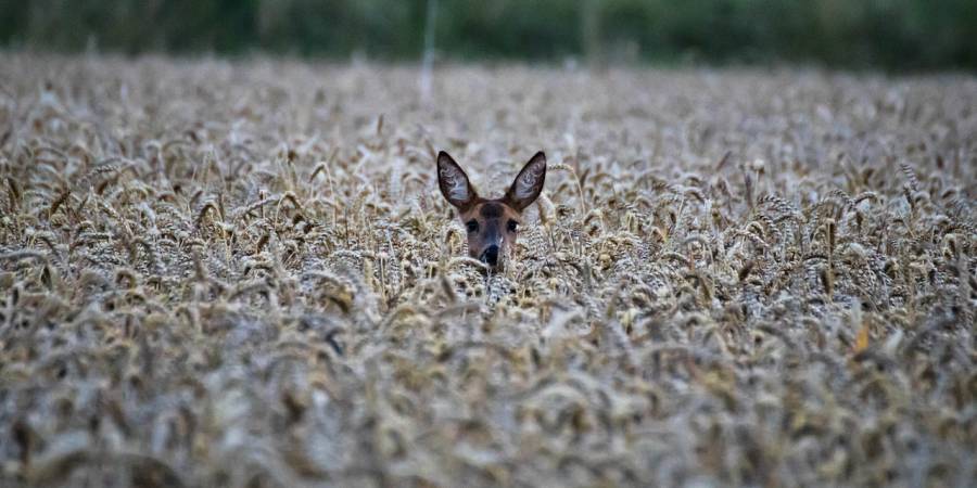 Ein Reh im Kornfeld (Symbolbild: Gentle07)