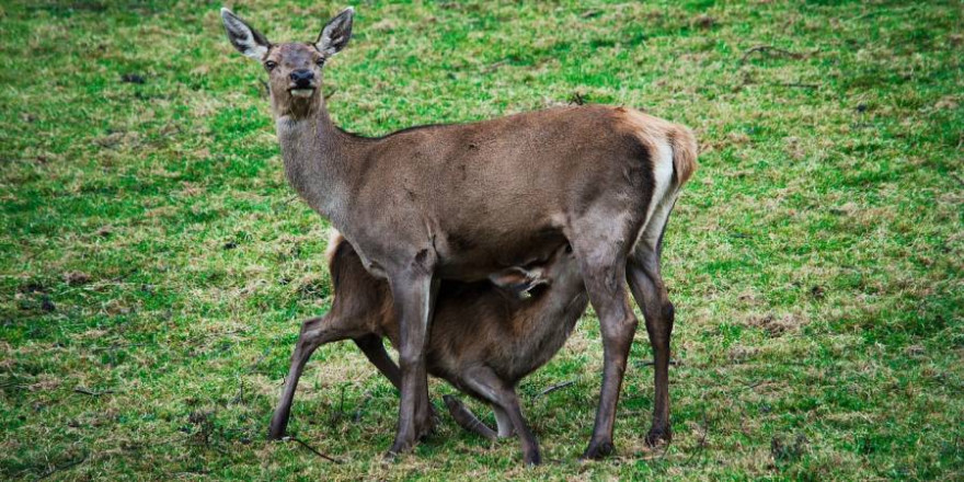 Alttier mit säugendem Kalb (Symbolbild: strichpunkt)