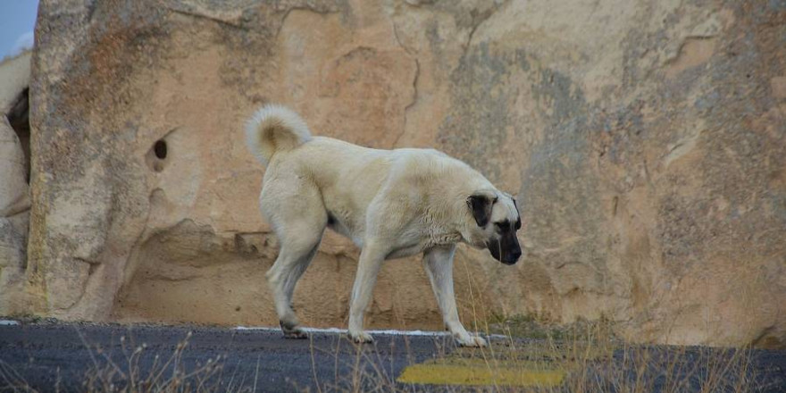 Ein Kangal. Diese Rasse wird auch außerhalb der Türkei zum Herdenschutz vor Wölfen eingesetzt. (Beispielbild: GLady)