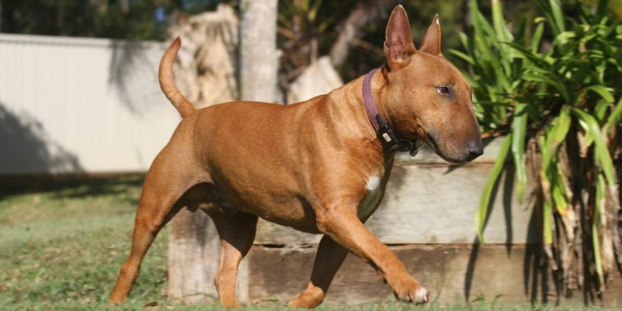 Bei dem Hund, der die Zweijährige durch mehrere Bisse verletzt hat, handelt es sich einer aktuellen Meldung der Polizei zufolge um einen „Miniatur Bullterrier“ (Symbolbild: Melanie Thomas)