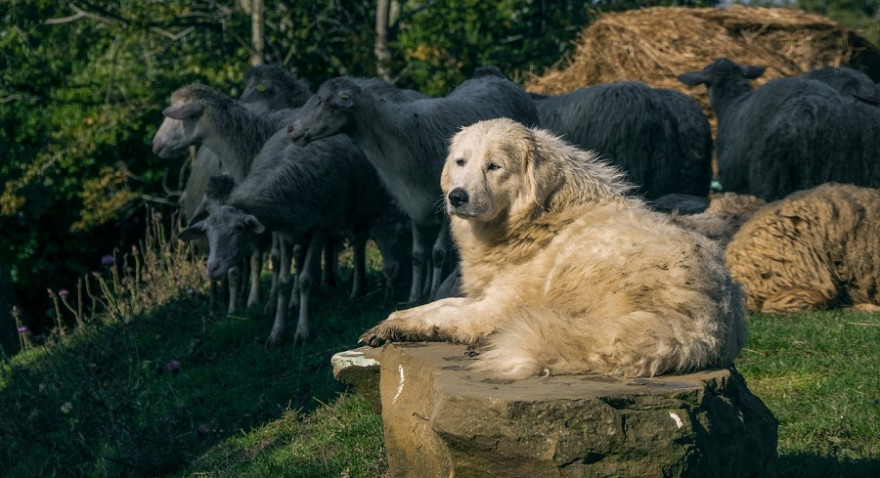 Herdenschutzhund bewacht Schafherde