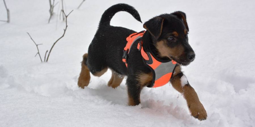 Jagdterrier-Welpe im Schnee (Symbolbild: Eric Felber)