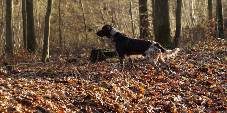 Kleiner Münsterländer im Wald (Symbolbild: RobbiTobbi)