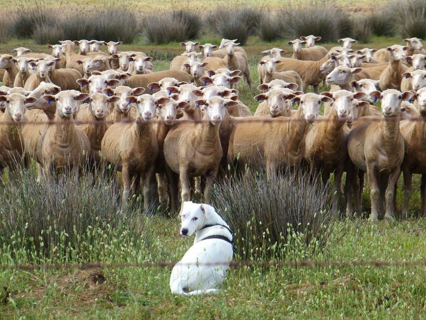 Eine Herde Schafe mit Herdenschutzhund