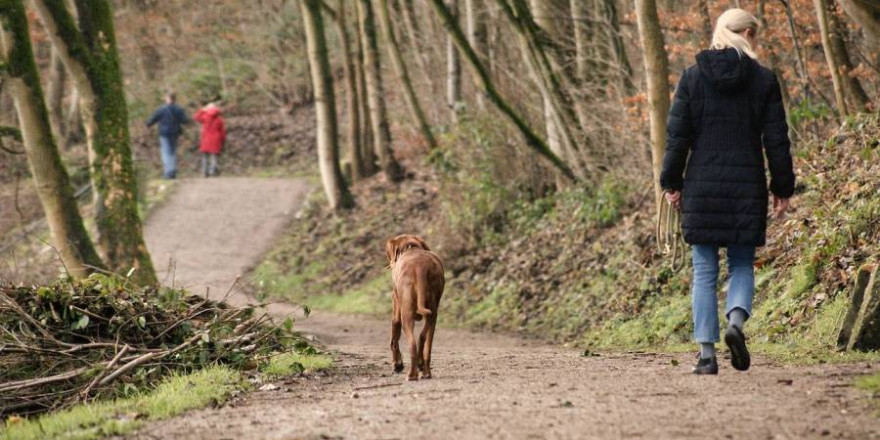 Werden Hunde im Wald ohne Leine geführt besteht die Gefahr, dass sie jederzeit verleitet werden können, einer Spur oder einem abspringenden Stück Wild zu folgen (Foto: Sina W.)