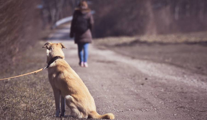 Ein angeleinter Hund blickt seinem Frauchen hinterher (Symbolbild: Alexas_Fotos)