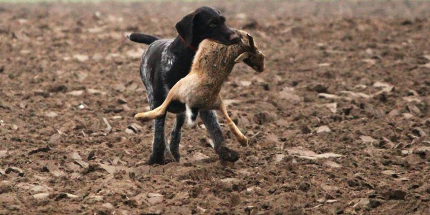 Deutsch Drahthaar mit einem Feldhasen im Fang (Symbolbild: spirit1955)