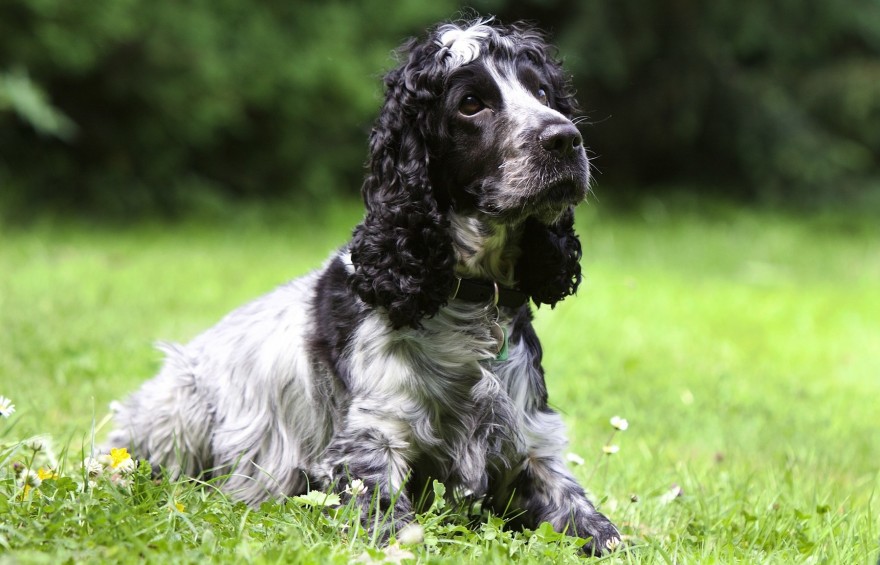 Cocker Spaniel