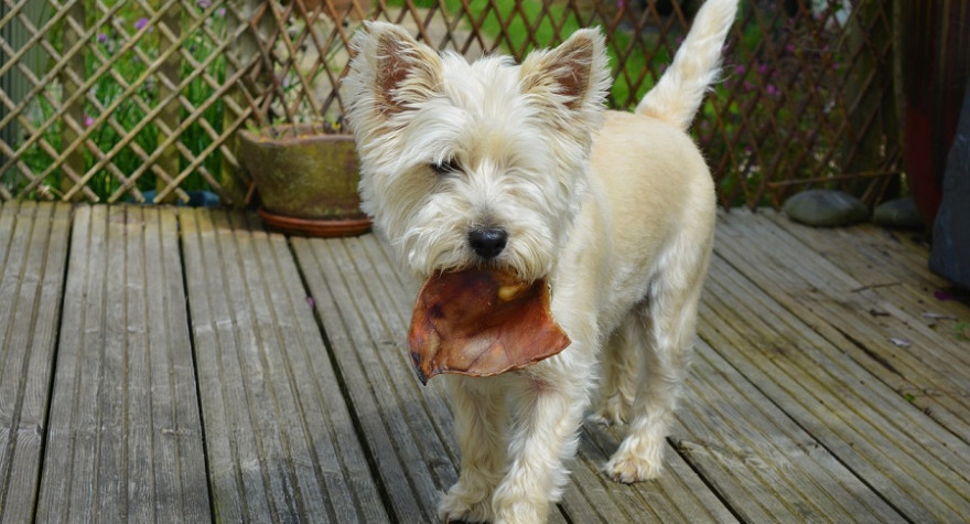 Hund mit Leckerli