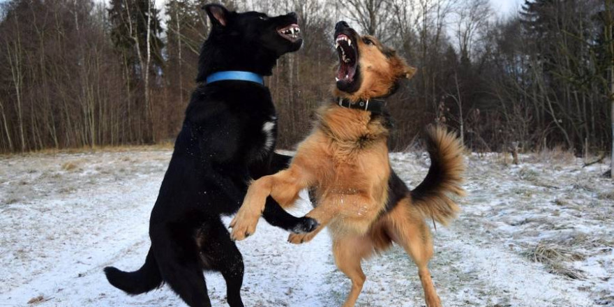 Ein herrenloser Hund zeigte sich derart aggressiv, dass ein Polizist ihn erschießen musste, nachdem der Rüde bereits einen anderen Hund totgebissen hatte. (Symbolbild: Lindasay)