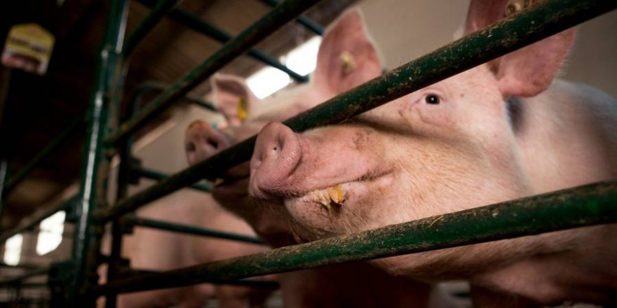 Über 23.000 Schweine müssen nun in dem betroffenen Bewtrieb gekeult werden (Beispielbild: Borko Manigoda)