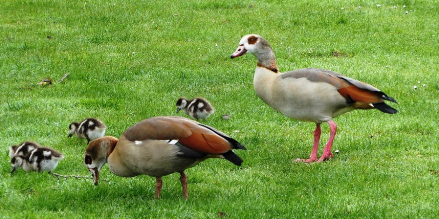 Nilgänse mit Gösseln