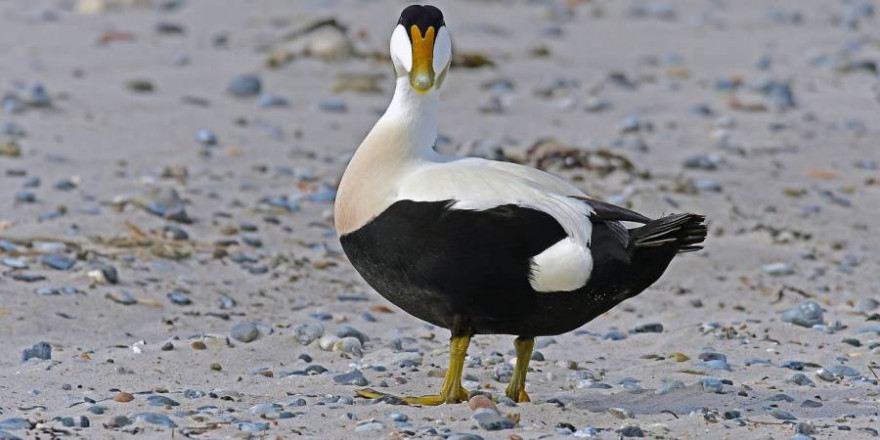 Eine Eiderente am Strand (Beispielbild: Dr. Georg Wietschorke)