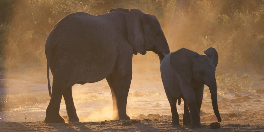 Zwei Elefanten im Chobe Nationalpark von Botswana.