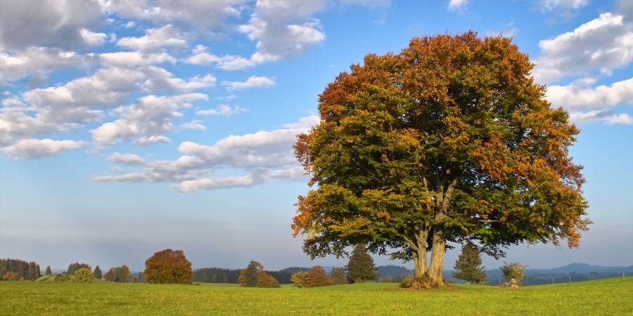 Die Rotbuche ist Baum des Jahres 2022 (Beispielbild: Helmut H. Kroiss)