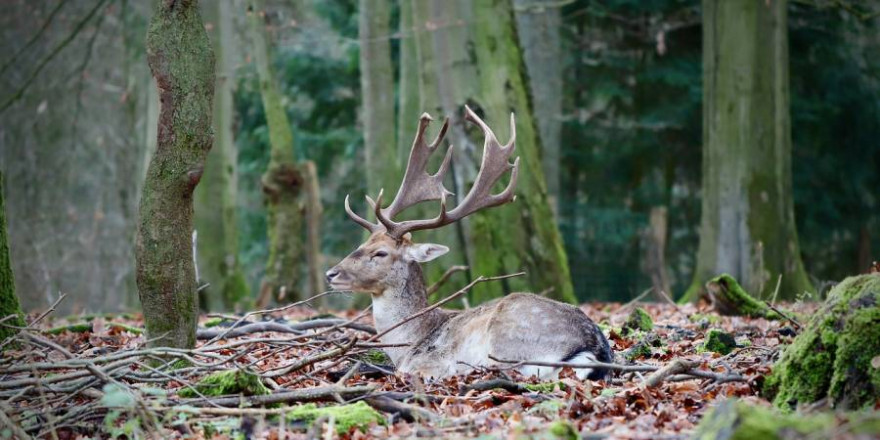 „Unser Wild gehört in unsere Wälder“ (Foto: Annette Meyer)