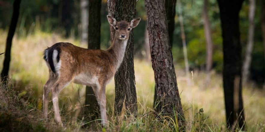 Damwildkalb im Bestand (Foto: Lubos Houska)