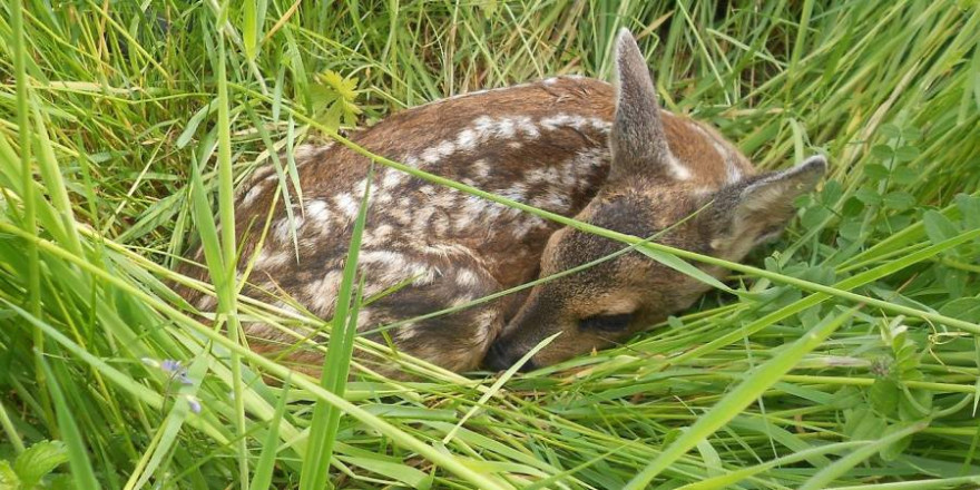 Ein Rehkitz im Gras liegend (Symbolbild: NCIS)