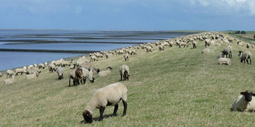 Schafherde auf einem Deich (Foto: Julia Schwab)