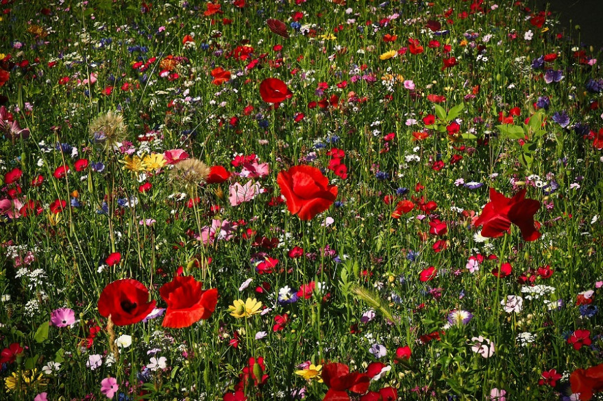 Blumenwiese