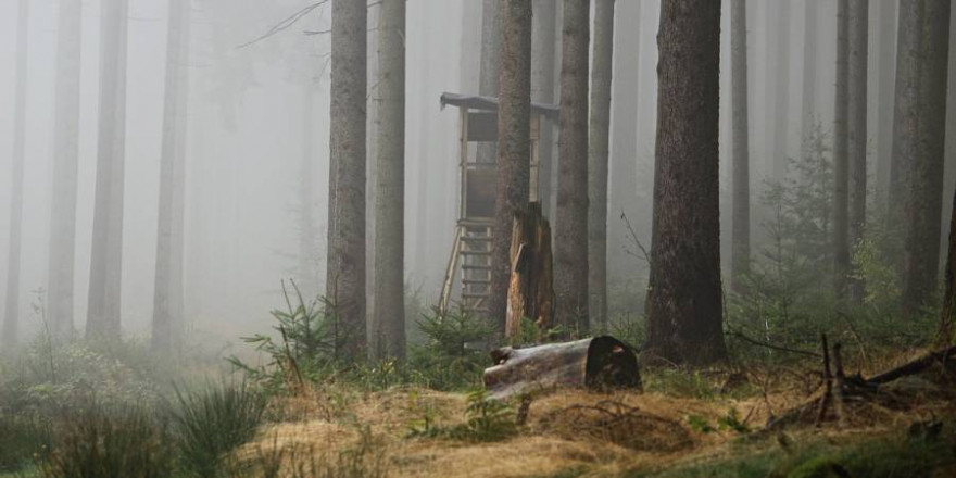 Ein von einem Hochsitz gefallener Jäger wurde von der Feuerwehr aus dem Wald geborgen (Beispielbild: rihaij)