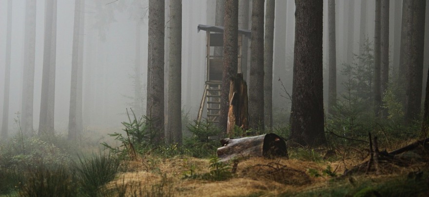 Hochsitz im Nebel