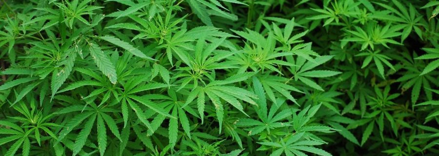 Marihuana im Wald angebaut