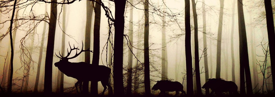 Angepasste Jagdausübung sichert den Erhalt der Wälder