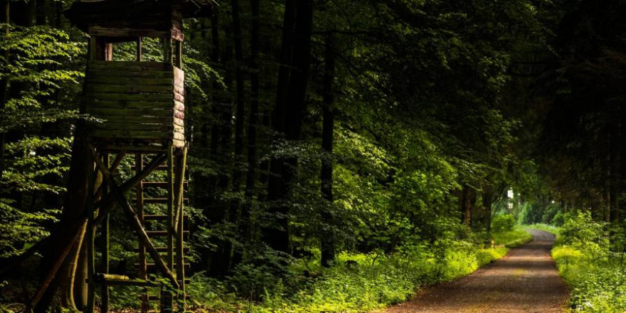 Ein Hochsitz an einem Waldweg (Symbolbild: Michael Horstendahl)