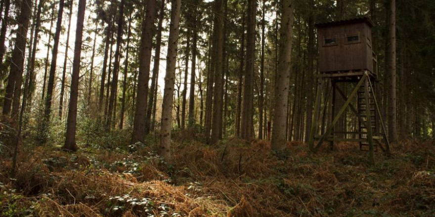 Hochsitz im Wald (Beispielbild: Pascal Treichler)